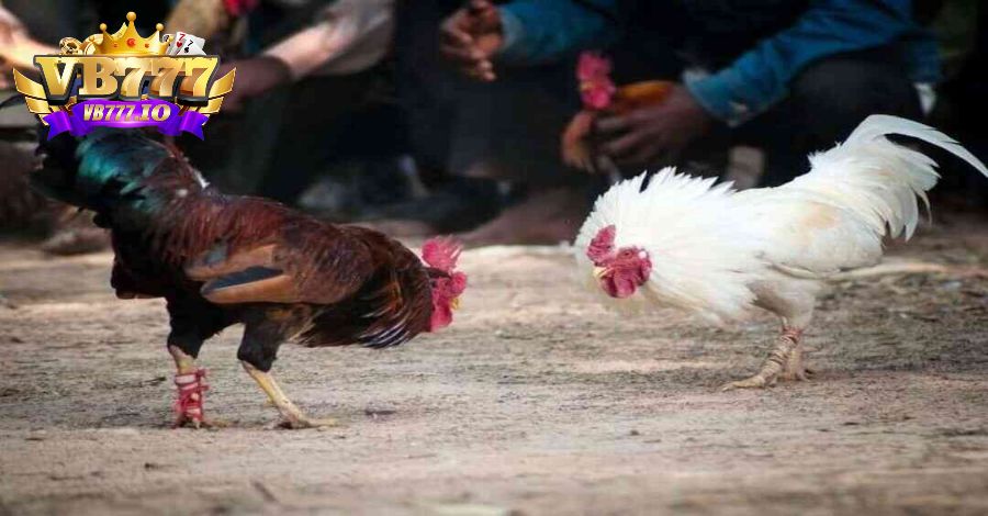 chọi gà ở địa điểm uy tín
